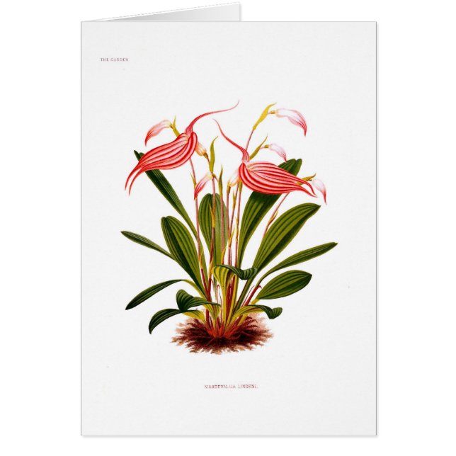 Cartão Lindeni do Masdevallia (Frente)