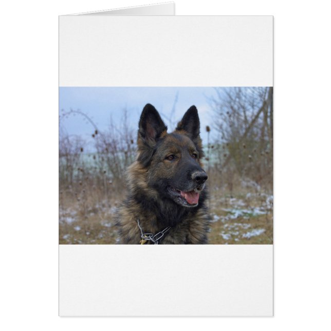 Cartão lindo cachorrinho preto e German shepherd bronzead (Frente)