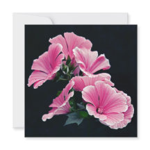 Lindo Jardim Rosa Malva Rosas Flores