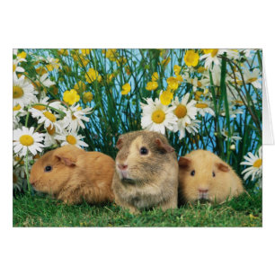 Cartão Lindos Hamsters 35