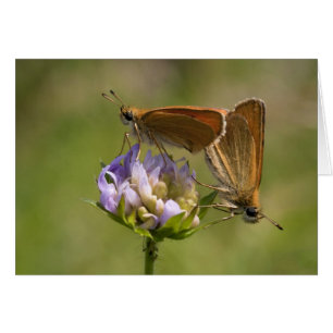 Cartão Lineola de Thymelicus