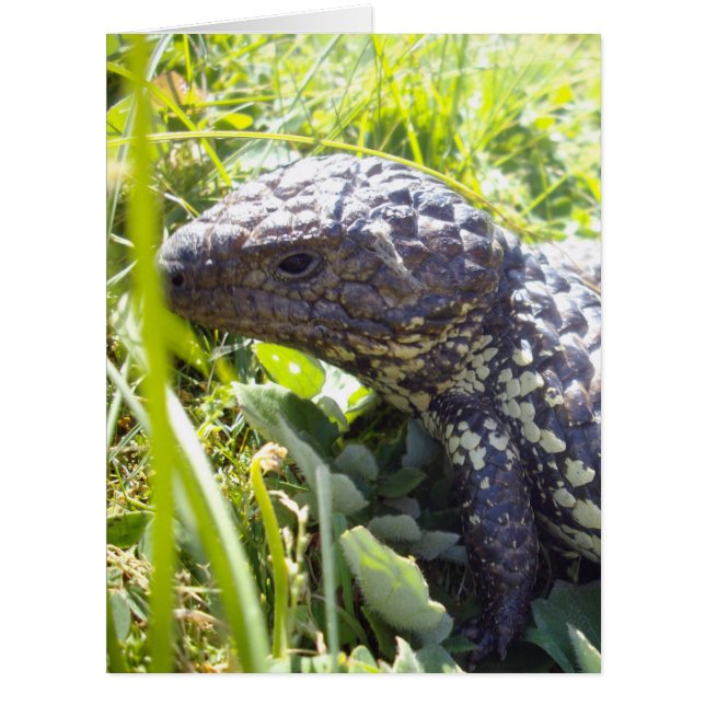 Cartão Língua Azul Australiana Nativa Lizard, (Frente)