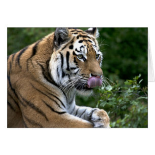 Cartão Língua do tigre