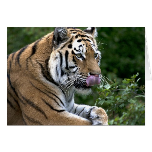 Cartão Língua do Tigre (Frente Horizontal)