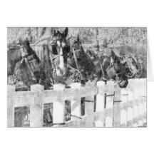 Linha Amish Horses Black and White