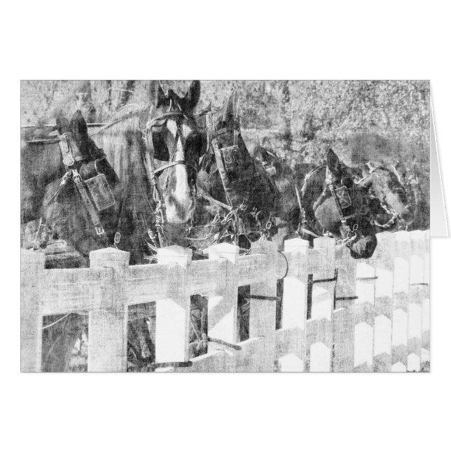 Cartão Linha Amish Horses Black and White (Frente Horizontal)