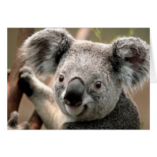 Cartão Linha Koala