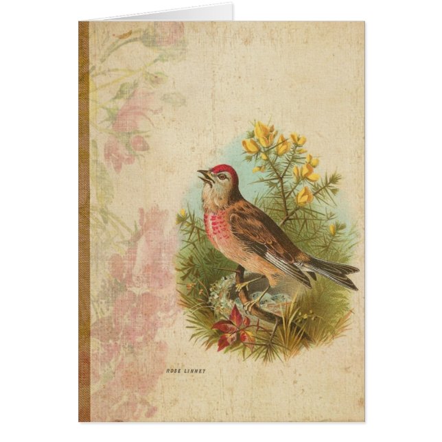 Cartão Linnet rosa (Frente)