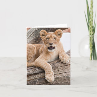 Cartão Lion cub