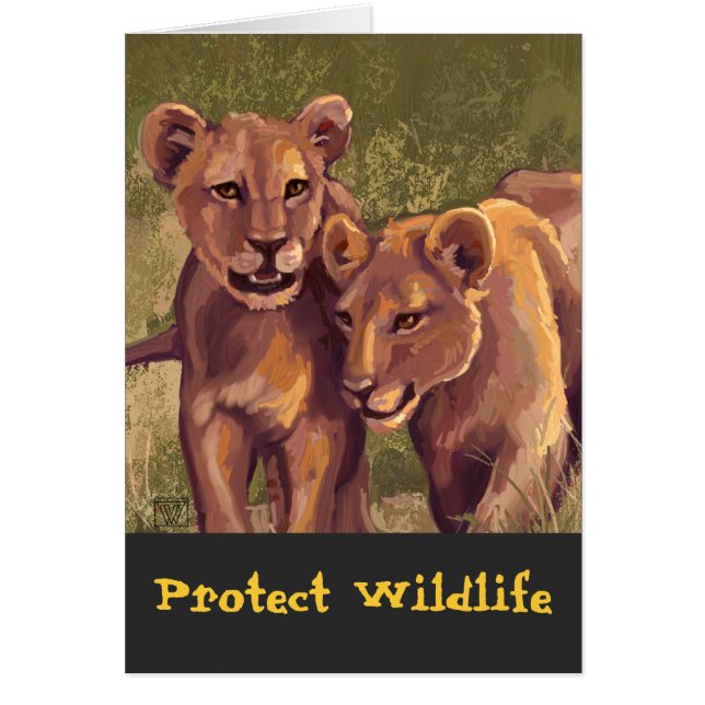 Cartão Lion Cubs (Frente)