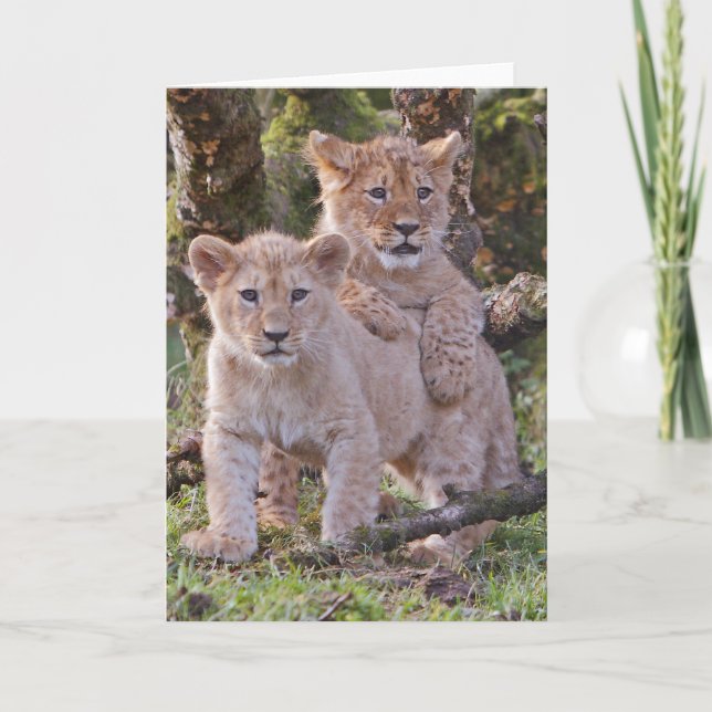 Cartão Lion cubs greetings card, blank, with envelope (Frente)