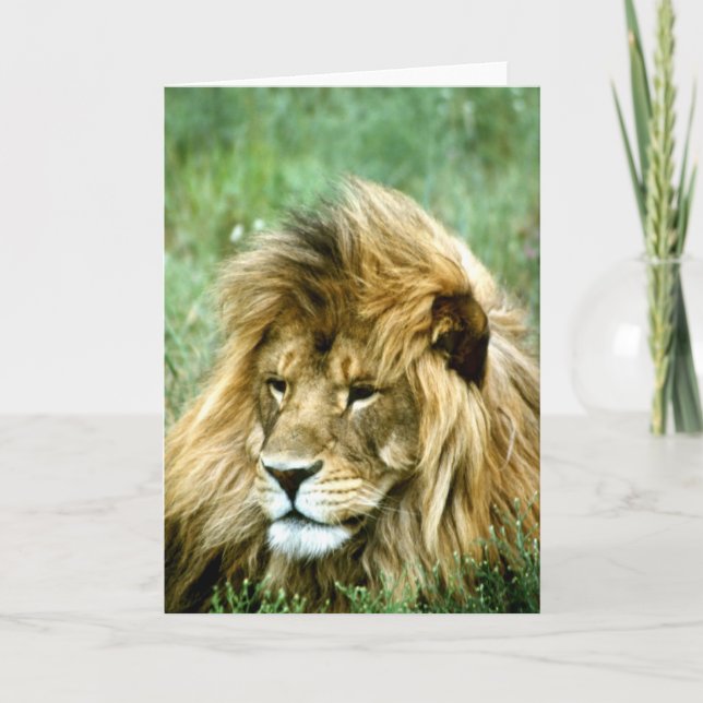 Cartão Lion greeting card (Frente)