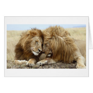 Cartão Lion Love