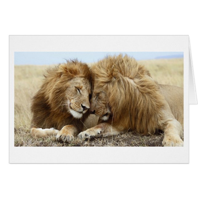 Cartão Lion Love (Frente horizontal)