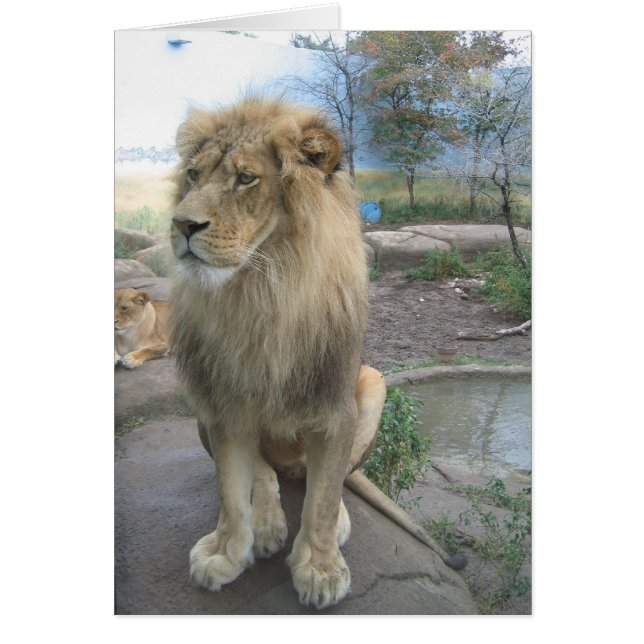 Cartão Lion procura almoço (Frente)