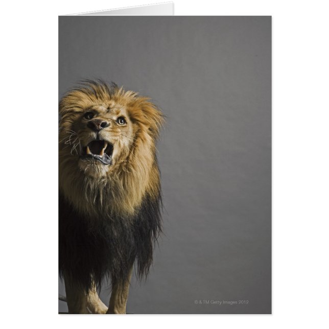 Cartão Lion Raring (Frente)