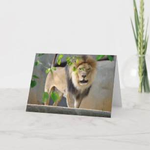 Cartão Lion Wildlife Greeting Card