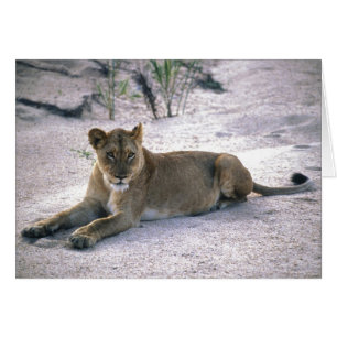 Cartão Lionalidade