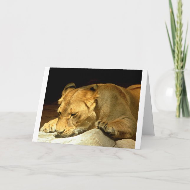 Cartão Lioness (Frente)