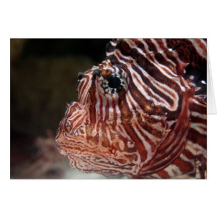 Cartão Lionfish