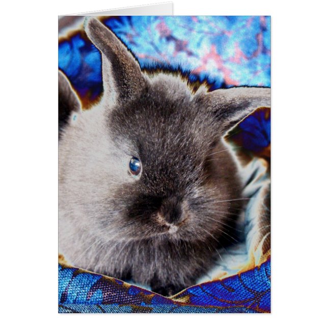Cartão Lionhead Baby Bunny (Frente)