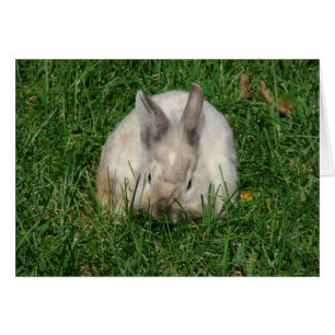 Cartão Lionhead Bunny Todas as Ocasiões