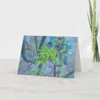 Cartão Lion's Mane Japanese Maple