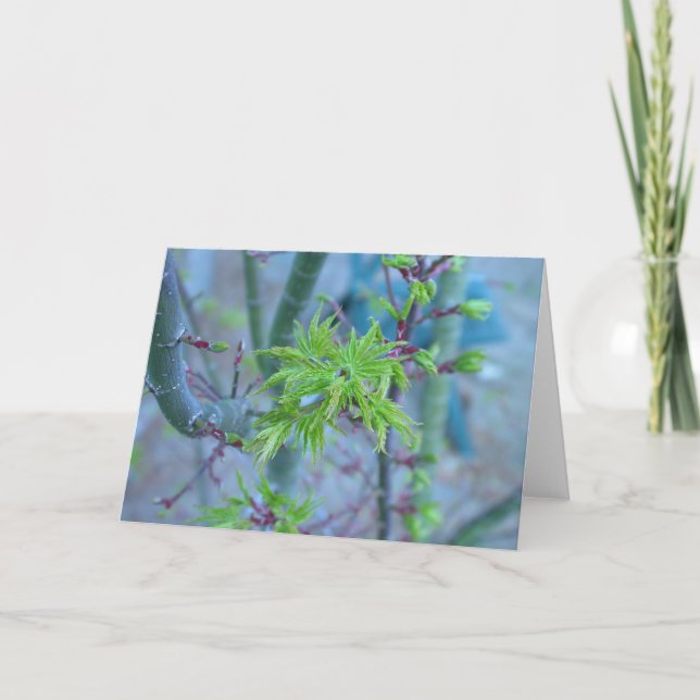 Cartão Lion's Mane Japanese Maple (Frente)