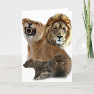 Cartão Lions Pride