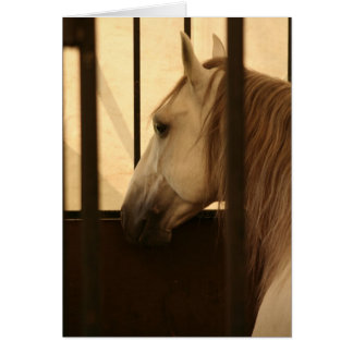 Cartão Lipizzan após a mostra