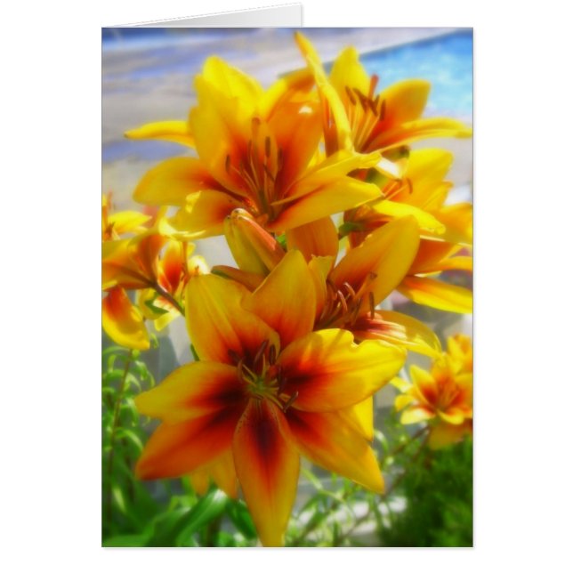 Cartão Lírio (Frente)