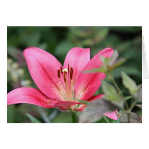 Cartão Lírio cor-de-rosa