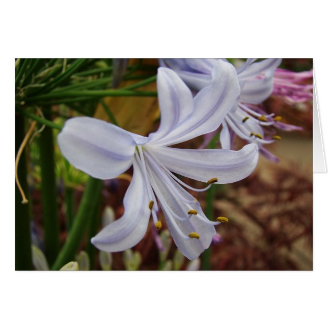 Cartão Lírio do Nile (Frente Horizontal)