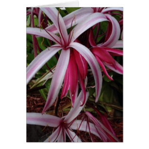 Cartão Lírio roxo de Crinum da rainha Emma