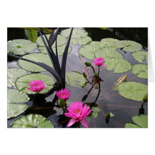 Cartão Lírios de água cor-de-rosa