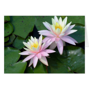 Cartão Lírios de água cor-de-rosa