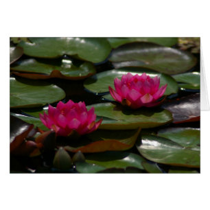 Cartão Lírios de água do Lotus Magenta