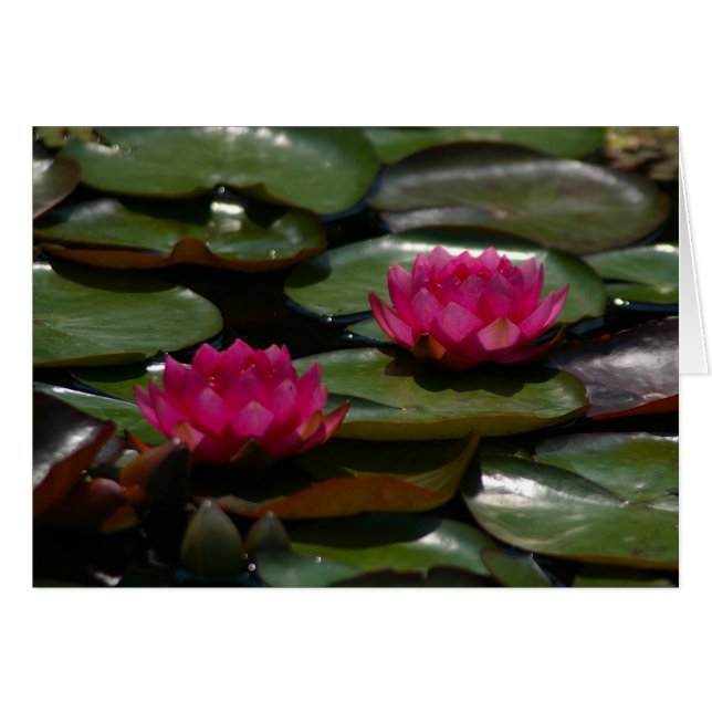 Cartão Lírios de água magenta Lotus (Frente Horizontal)