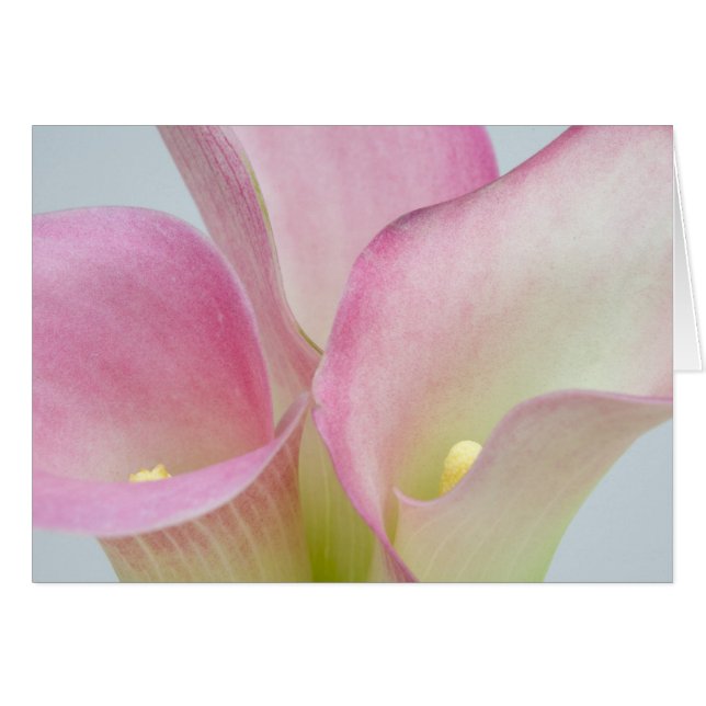 Cartão Lírios-de-calla Rosa (Frente Horizontal)