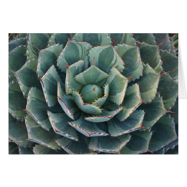 Cartão listrado da agave (Frente Horizontal)