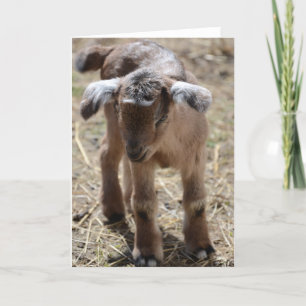 Cartão Little Baby Goat