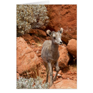 Cartão Little Big Horn