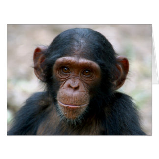 Cartão Little Chimp