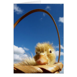 Cartão little duckling