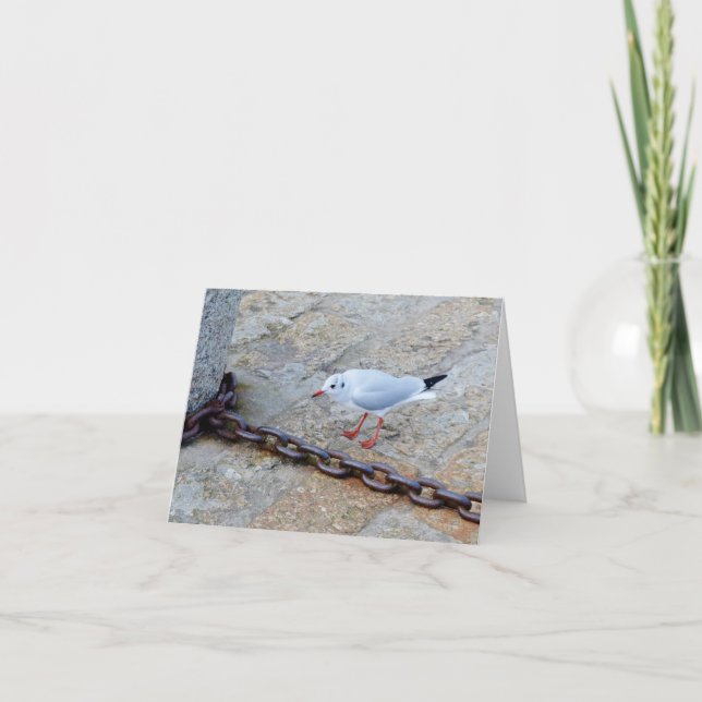 Cartão Little Gull Big Chain Ruas Ives Cornwall Inglaterr (Frente)