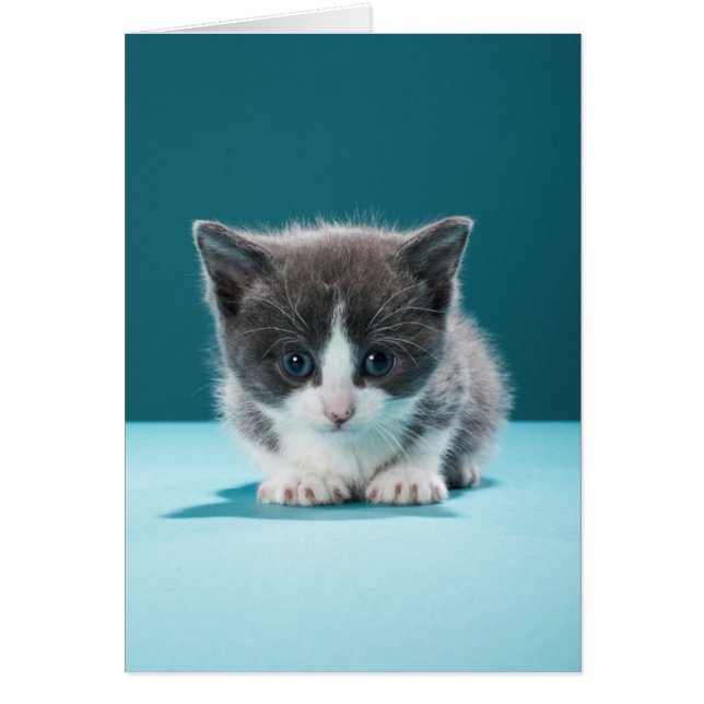 Cartão Little Kitten (Frente)