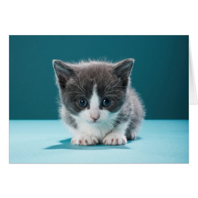 Cartão Little Kitten (Frente Horizontal)