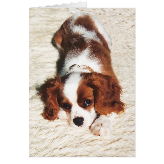 Cartão Little One Cavalier King Charles Spaniel (Frente)