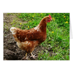 Cartão Little Red Chicken - Camada de Ovos de Intervalo L