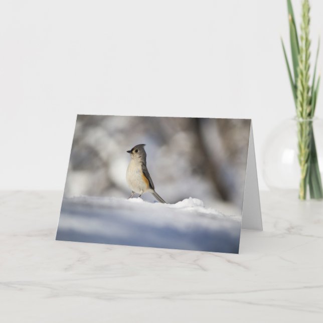 Cartão Little Snow Bird (Frente)